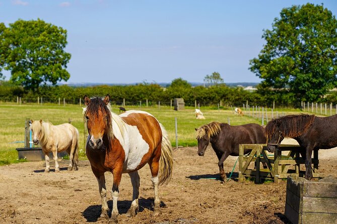 Private Miniature Horse Walking near Lincoln - A private activity with a useful amount of flexibility