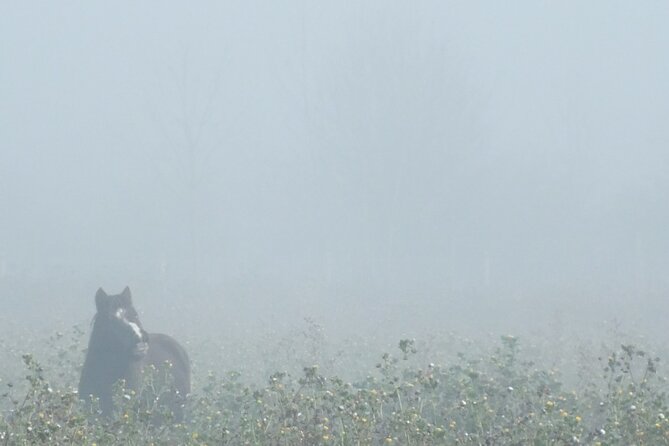 Private Miniature Horse Walking near Lincoln - Price and what you get for it