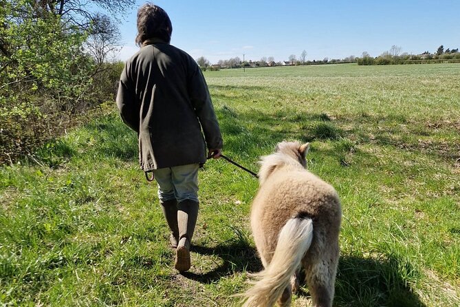 Private Miniature Horse Walking near Lincoln - Who will enjoy this most