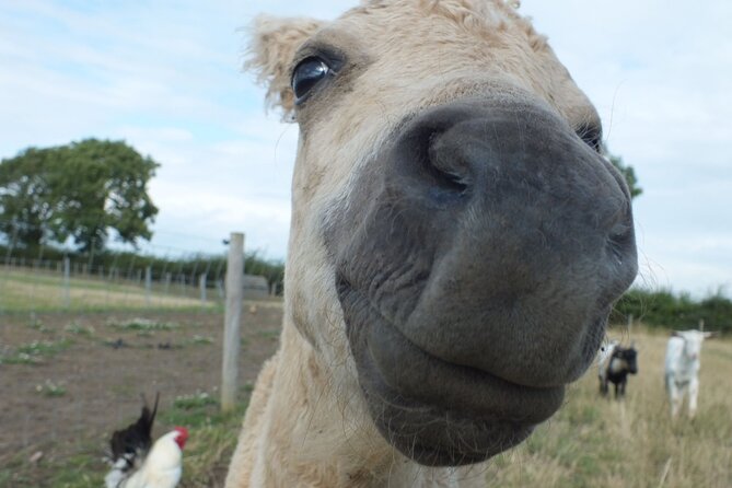 Private Miniature Horse Walking near Lincoln - Booking, cancellation, and useful planning tips