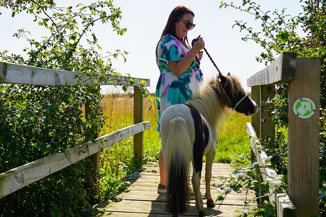 Private Miniature Horse Walking near Lincoln - Grooming time is part of the real experience