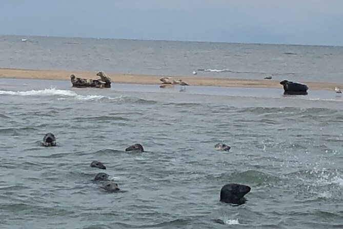 Scroby Sands Seal Watching - Why This Short Boat Trip Works So Well