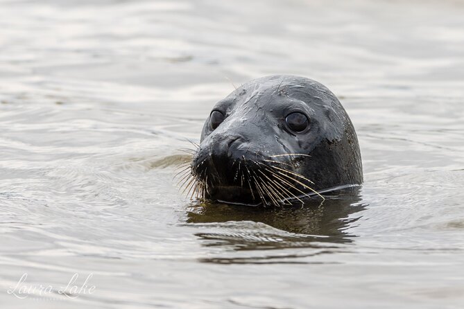 Scroby Sands Seal Watching - Who Will Enjoy This Most?