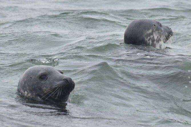Scroby Sands Seal Watching - Weather, Cancellations, and Planning Ahead