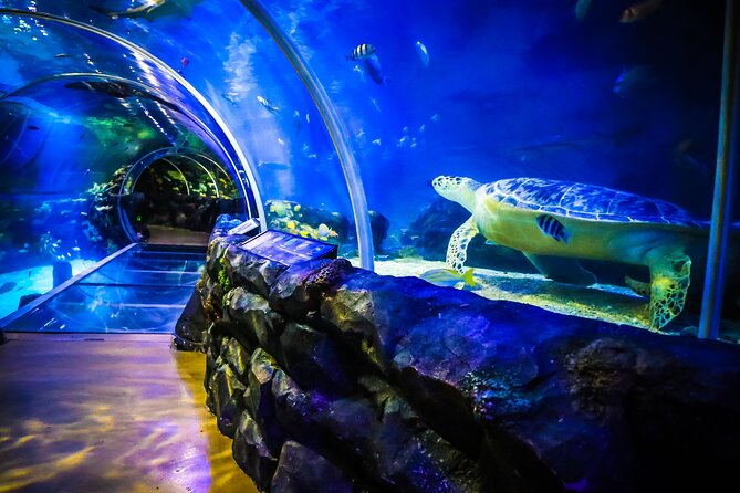SEA LIFE Birmingham Admission Ticket - Meeting Ozzy and Ola, Birmingham’s sea otter stars