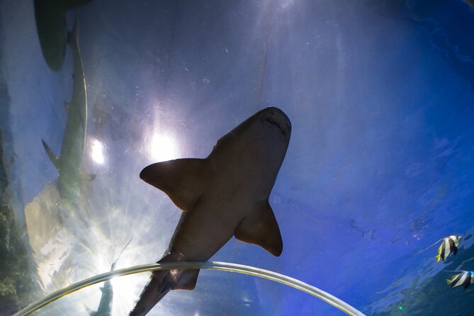SEA LIFE Birmingham Admission Ticket - Walking through the 360° Ocean Tunnel