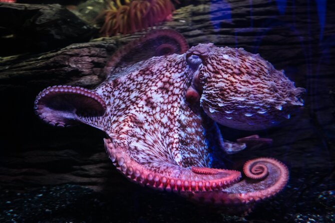 SEA LIFE Birmingham Admission Ticket - More than 2,000 creatures, with a compact route