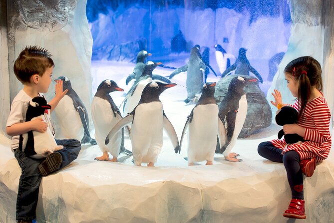 SEA LIFE Birmingham Admission Ticket - Gentoo penguins bring the fun