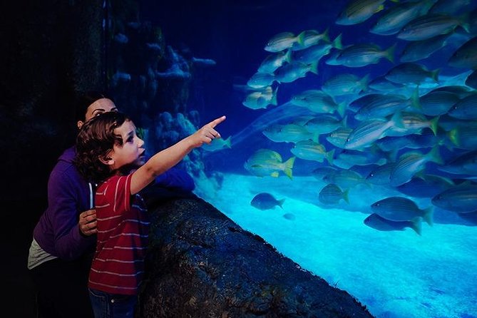 SEA LIFE Blackpool Admission Ticket - Quayside brings rays and local sea life closer