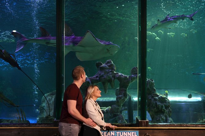 SEA LIFE Blackpool Admission Ticket - Jellyfish and submarine-style displays change the pace