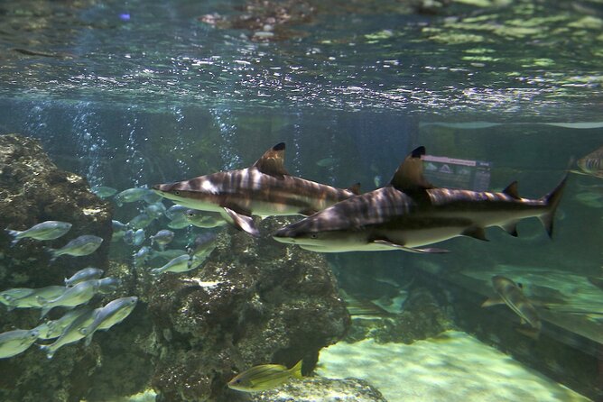 SEA LIFE Blackpool Admission Ticket - The ocean tunnel puts sharks at eye level