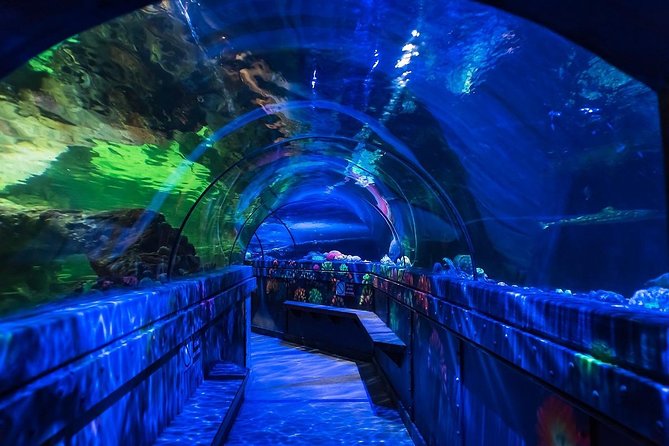 SEA LIFE Brighton Admission Ticket - Seahorses and the small details worth watching