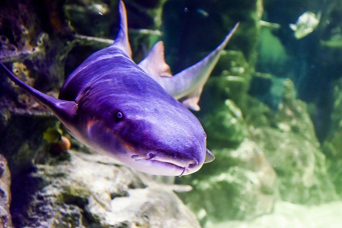 SEA LIFE Brighton Admission Ticket - How long the visit takes and how to plan it