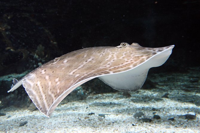 SEA LIFE Great Yarmouth General Admission - Touching sea life at the Interactive Rockpool