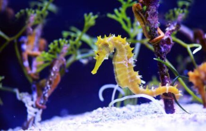 SEA LIFE London Aquarium Admission Ticket - What SEA LIFE London Aquarium Is Really Like