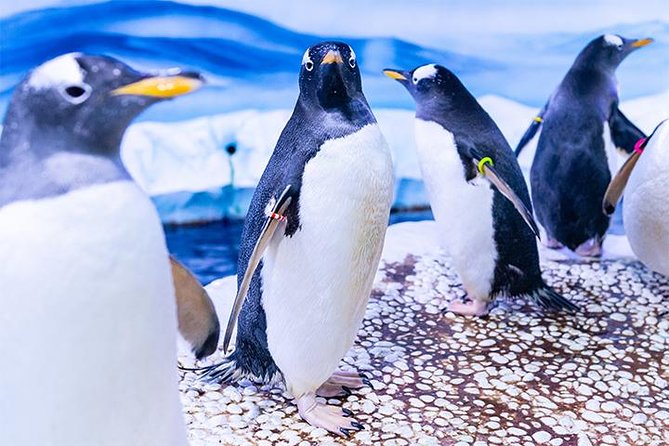 SEA LIFE London Aquarium Admission Ticket - How Long You Need And When Crowds Become A Problem