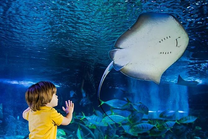 SEA LIFE Manchester Admission Ticket - Key points at a glance