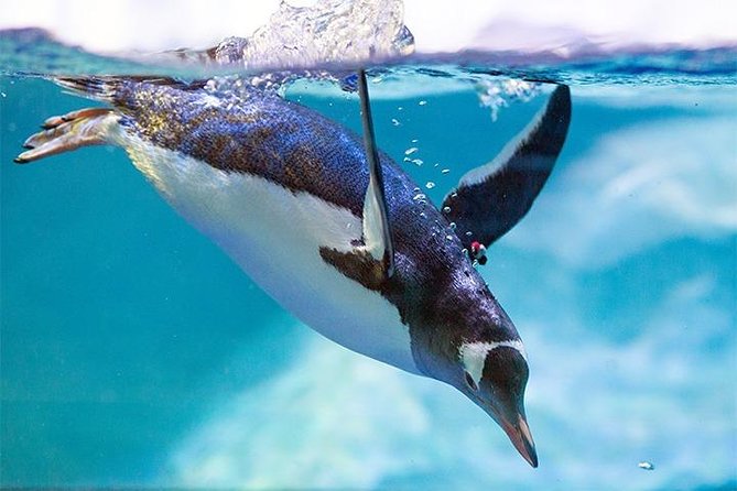 SEA LIFE Manchester Admission Ticket - Turtle Beach makes a smart first stop