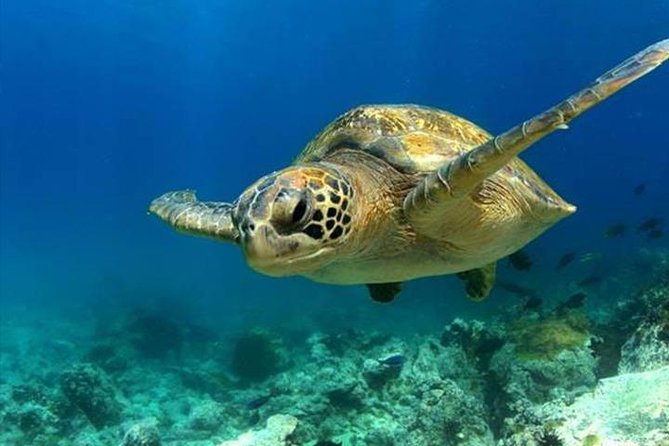 SEA LIFE Manchester Admission Ticket - Caves, lionfish, and the odd side of the ocean