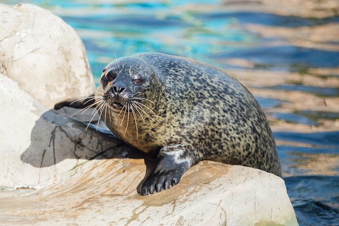 SEA LIFE Weymouth Admission Ticket - A family-friendly look at Weymouth’s underwater world