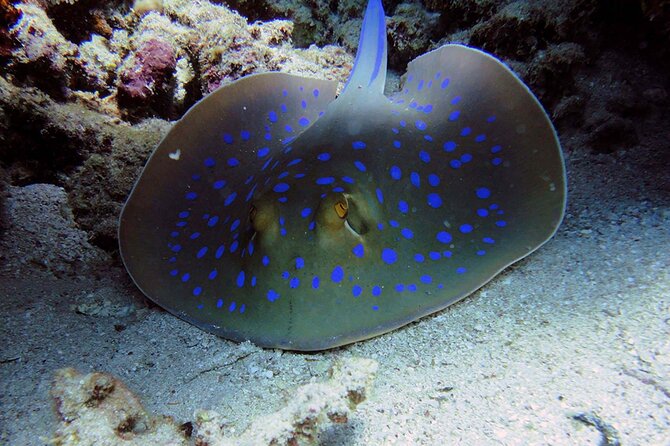 SEA LIFE Weymouth Admission Ticket - How long you should plan to stay