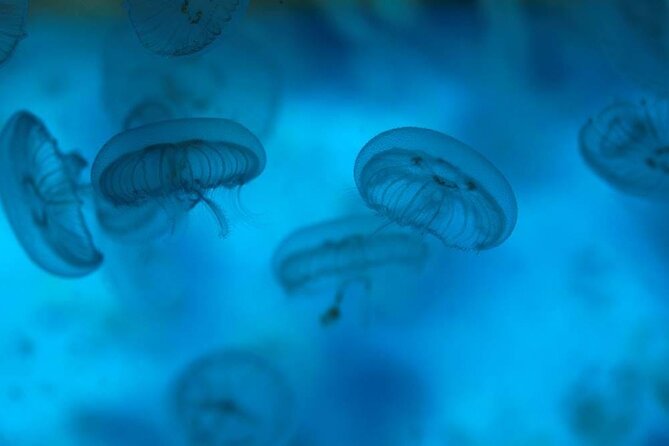 SEA LIFE Weymouth Admission Ticket - Who will enjoy SEA LIFE Weymouth most?