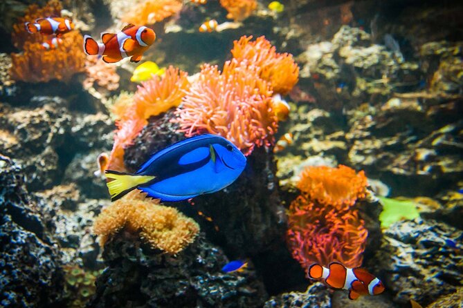 SEA LIFE Weymouth Admission Ticket - Booking flexibility and cancellation terms