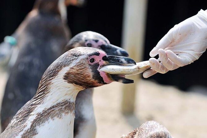 SEA LIFE Weymouth Admission Ticket - Fairy Penguin Island and Weymouth’s rare European colony