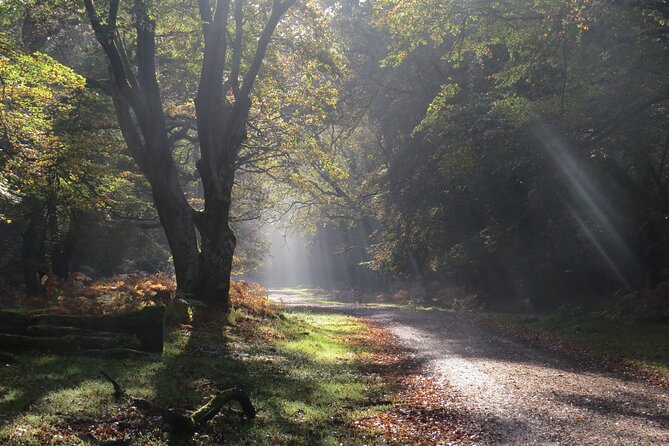Small-group New Forest Discovery Walk from Lyndhurst - Key points at a glance