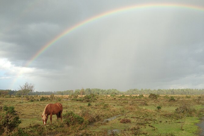 Small-group New Forest Discovery Walk from Lyndhurst - Denny Inclosure and the older woodland