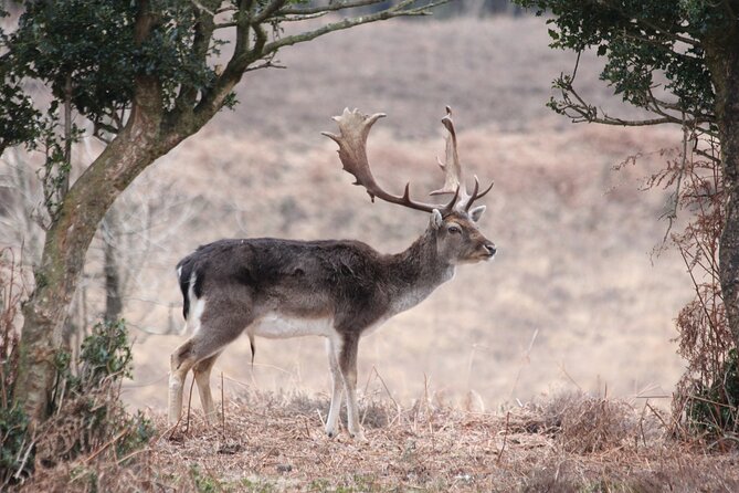 Small-group New Forest Discovery Walk from Lyndhurst - Wildlife from warblers to bee-wolves