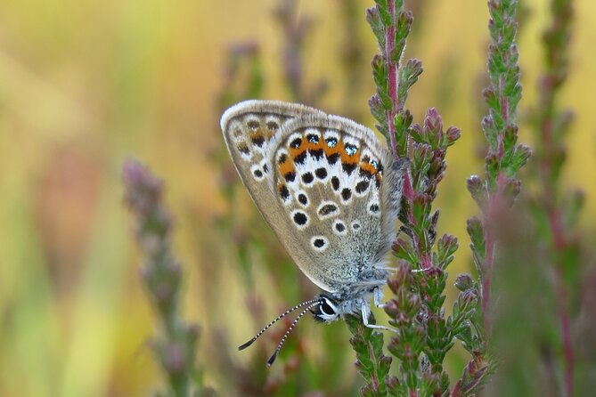 Small-group New Forest Discovery Walk from Lyndhurst - Pondhead Inclosure and working coppice woodland
