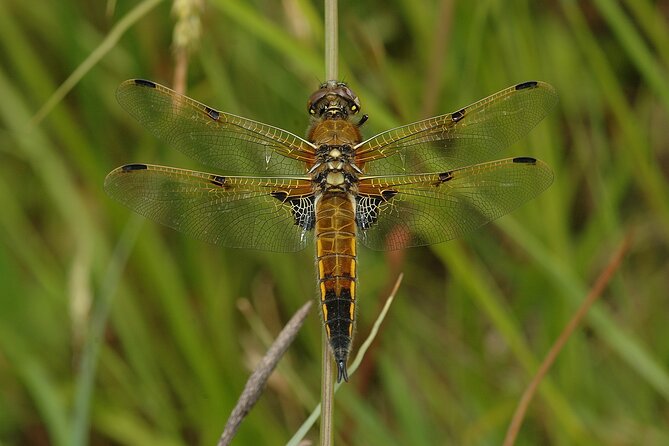 Small-group New Forest Discovery Walk from Lyndhurst - Guides who make the difference