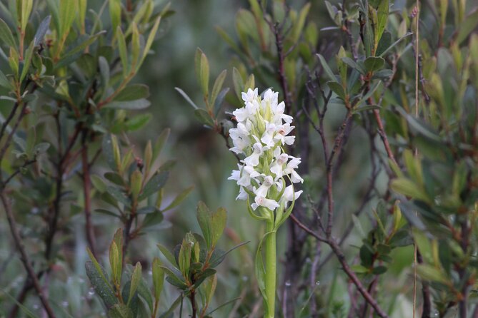 Small-group New Forest Discovery Walk from Lyndhurst - Is $23.30 good value?