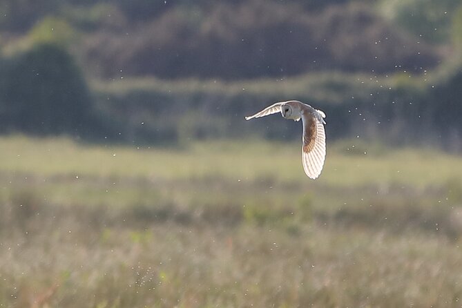 Sussex Birdwatching Private Guided Day Tour - Key points for planning your birding day