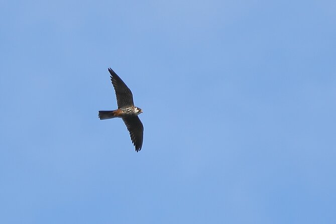 Sussex Birdwatching Private Guided Day Tour - The guides and the value of expert ears