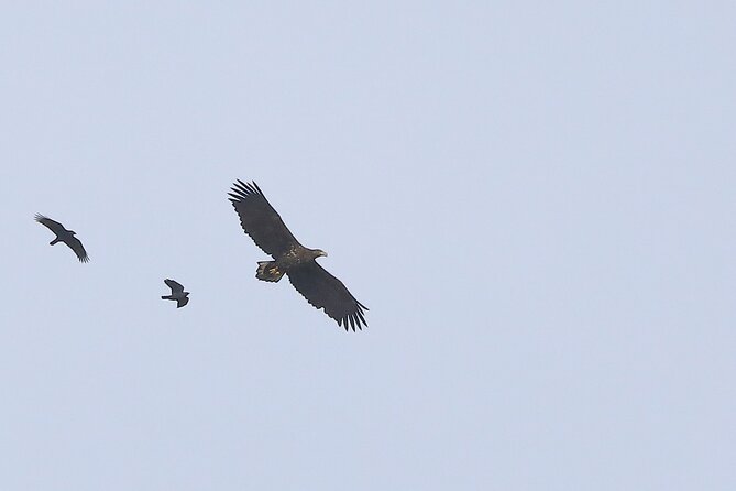 Sussex Birdwatching Private Guided Day Tour - A 10-hour day from Brighton