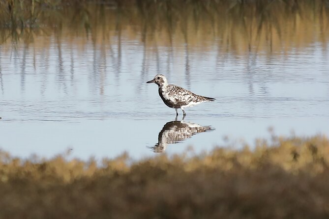 Sussex Birdwatching Private Guided Day Tour - Is $329.10 fair for up to four people?