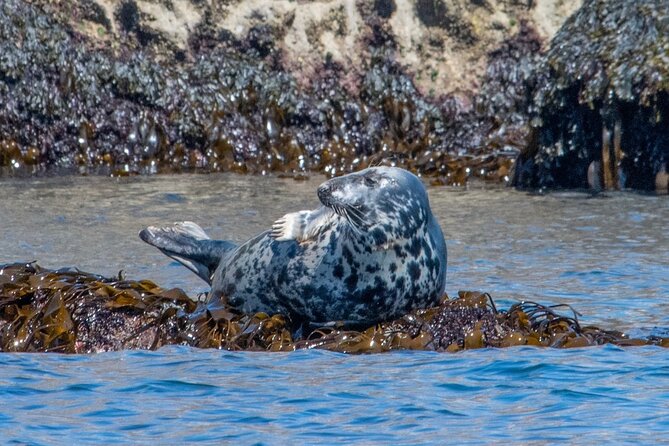Torquay Coastal RIB Seafari - The RIB ride: part wildlife trip, part roller coaster