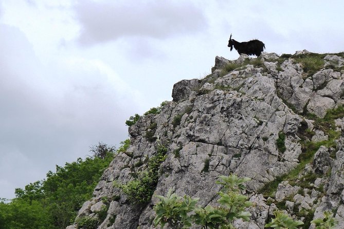 Wells, Cheddar Cheese and Cheddar Gorge - Private Day Trip from Bath - Cheddar village and the cheese factory