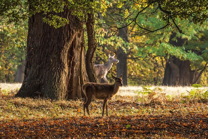 Windsor Day Trip from London with a Local: Private & 100% Personalized - Windsor Great Park and the optional walk