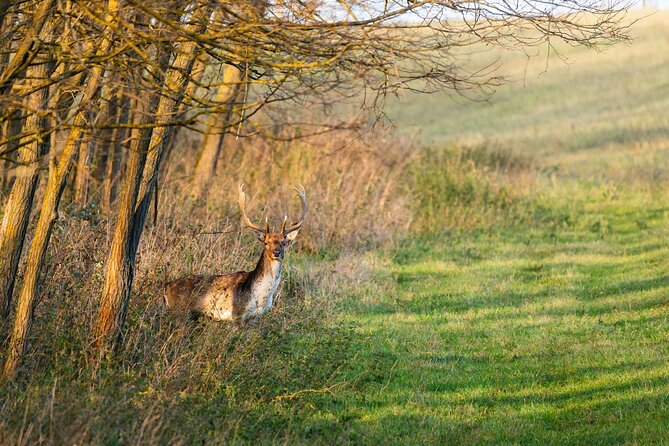 Yoga & Forest Bathing Day Retreat - Yoga above the South Downs