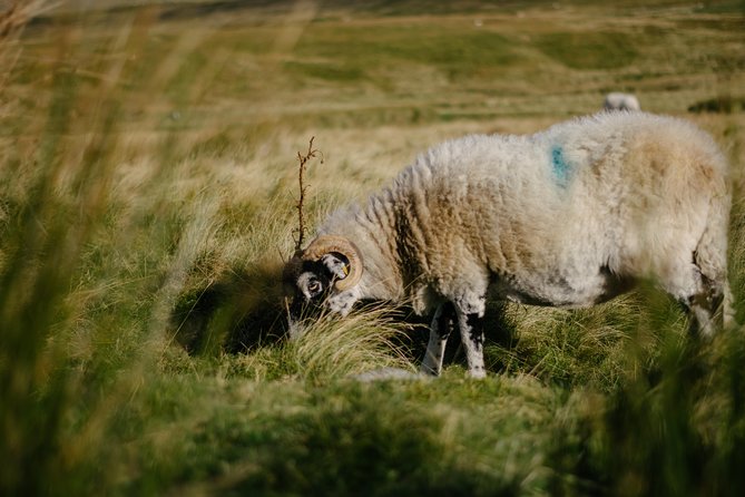 Yorkshire Dales from Windermere - Hawes, Wensleydale cheese, and a proper lunch break